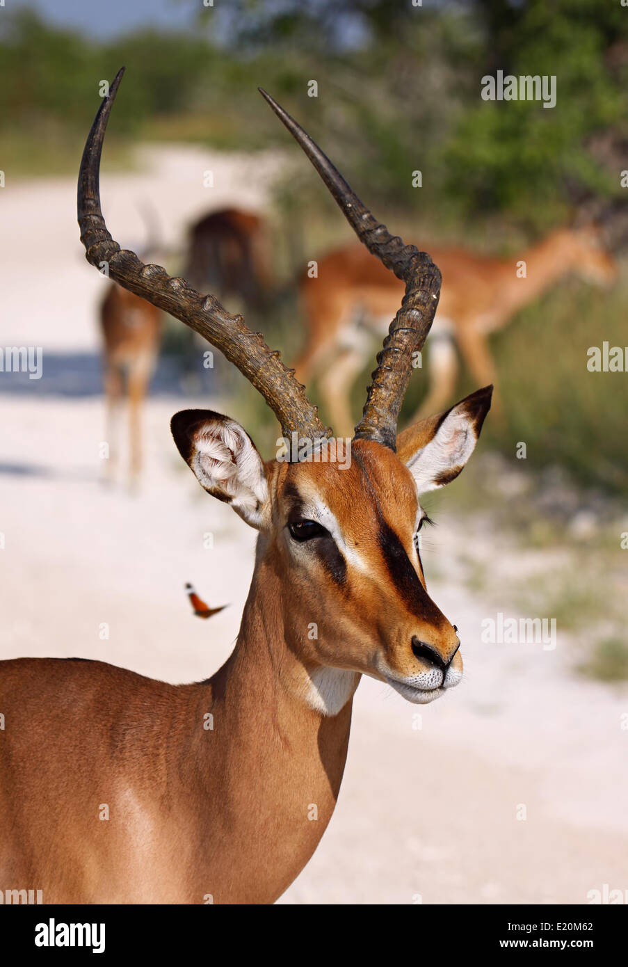 Männlichen Impala, Namibia Stockfoto