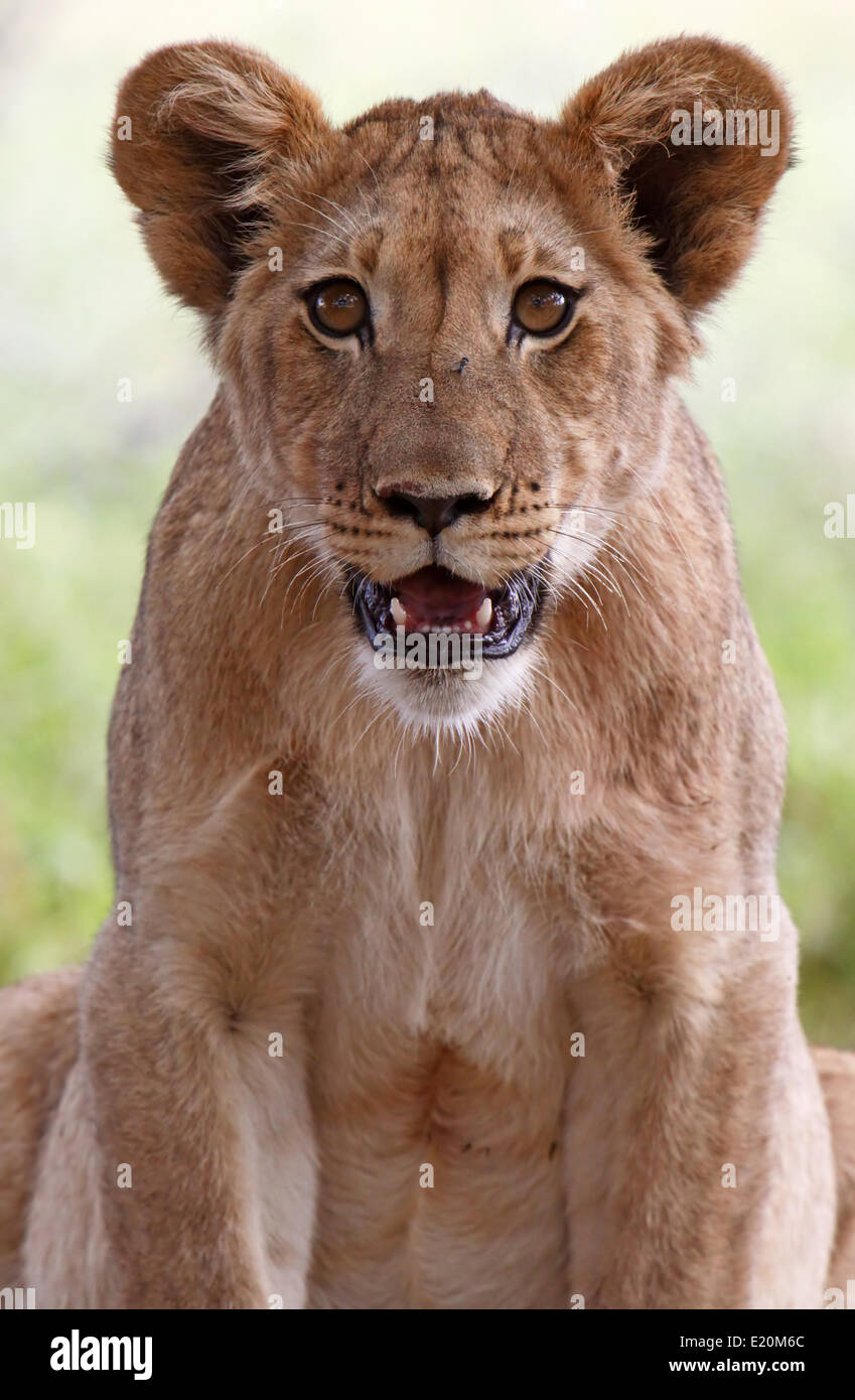 junger Löwe in Südafrika Stockfoto