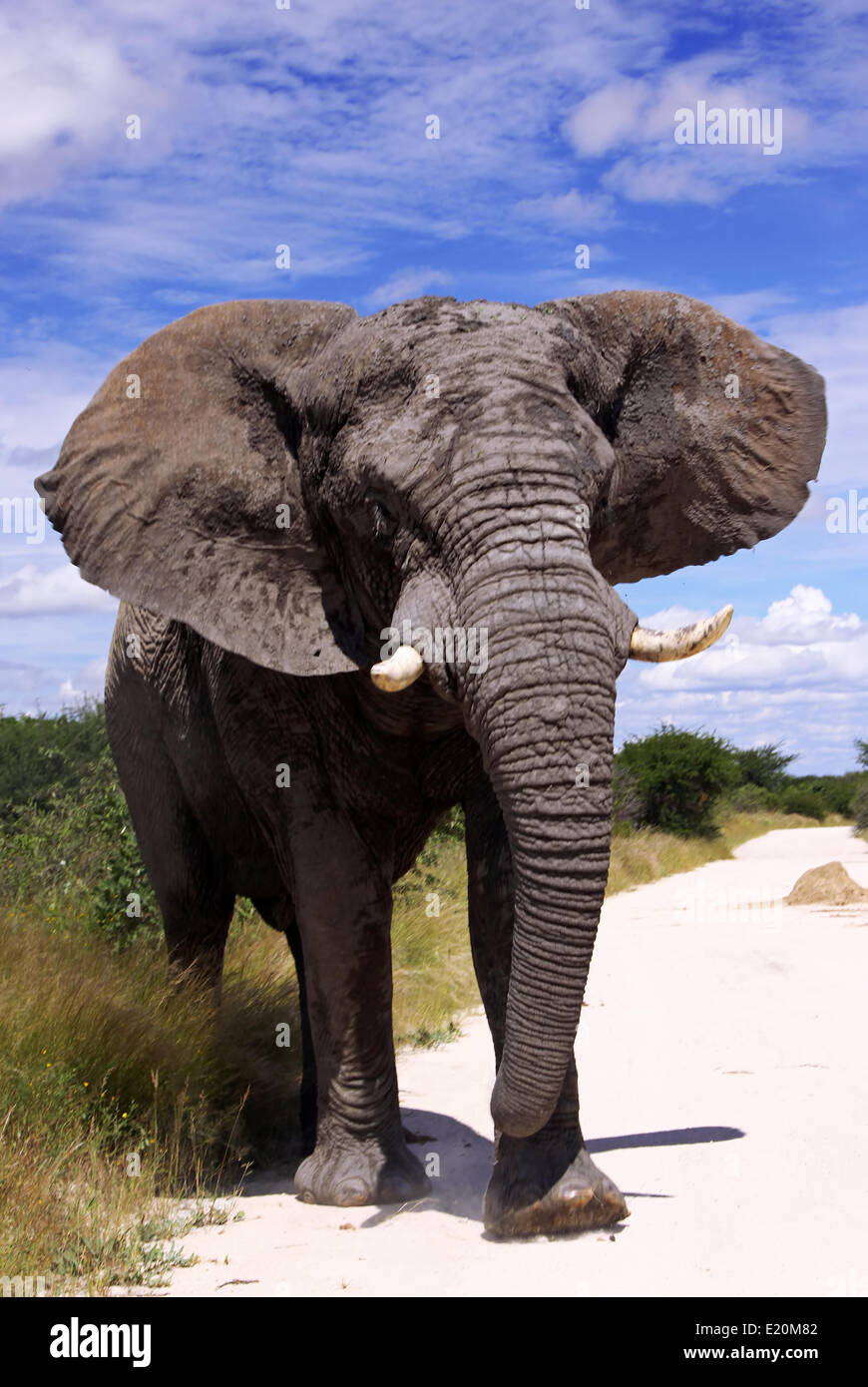 männlicher afrikanischer Elefant, Loxodonta africana Stockfoto