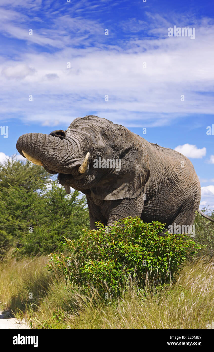 männlicher afrikanischer Elefant, Loxodonta africana Stockfoto