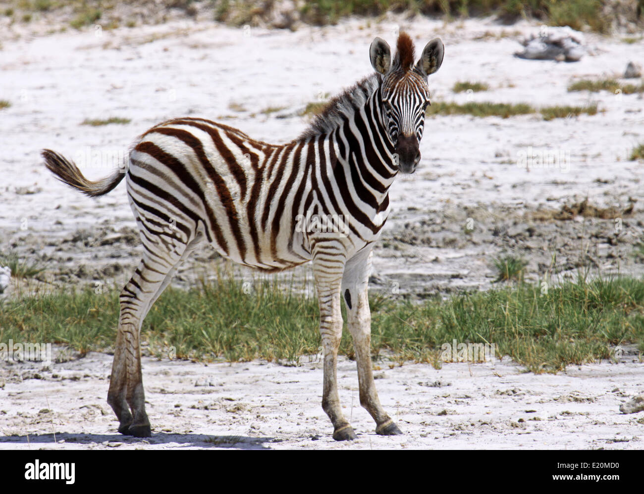 Ebenen Zebras im Etosha-Pfanne voller Wasser Stockfoto