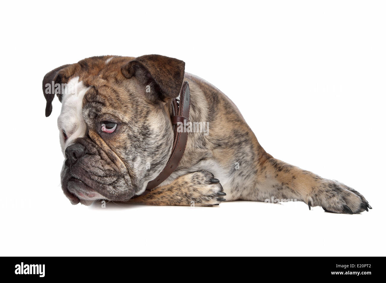 Englische Bulldogge Stockfoto