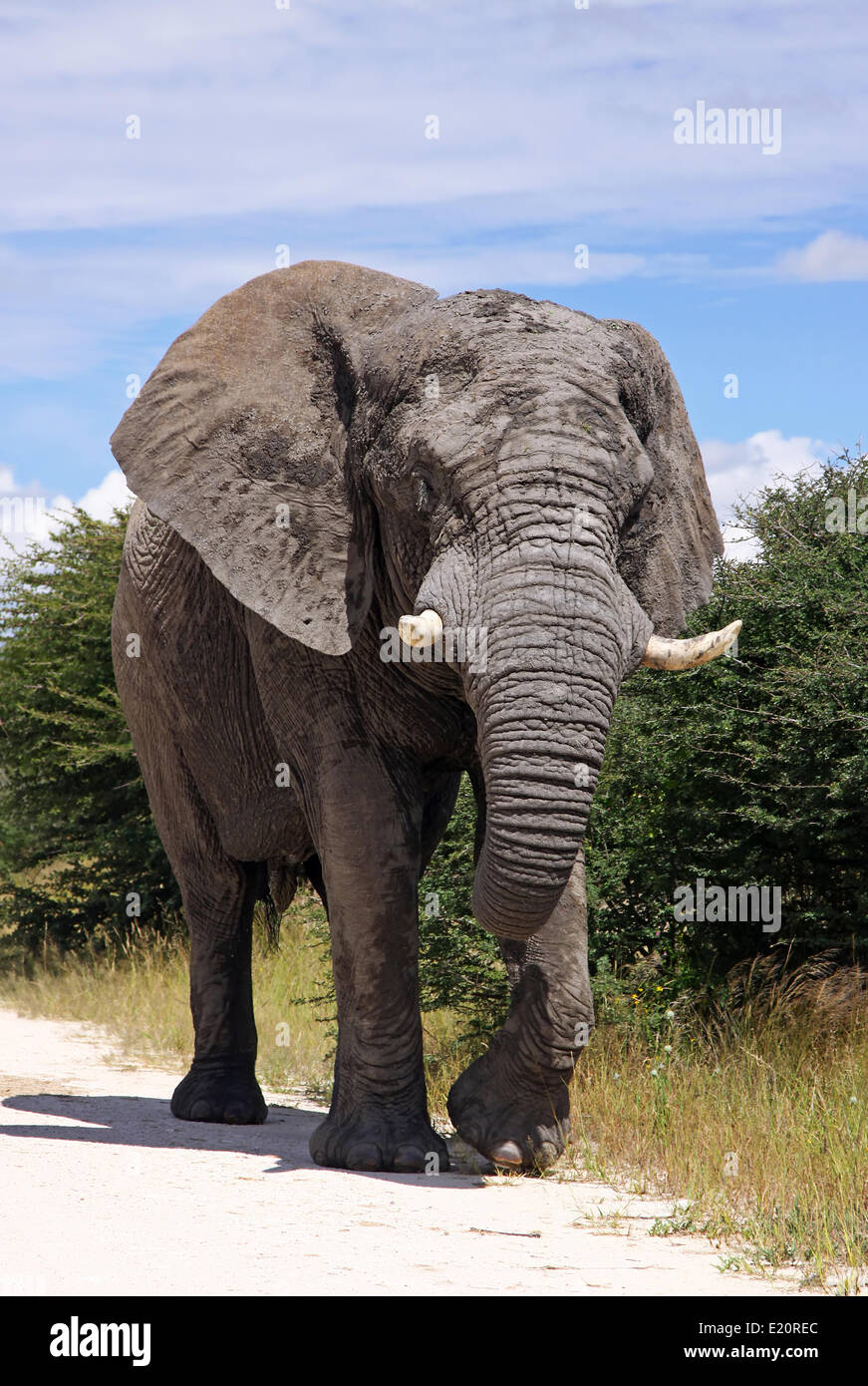 männlicher afrikanischer Elefant, Namibia Stockfoto