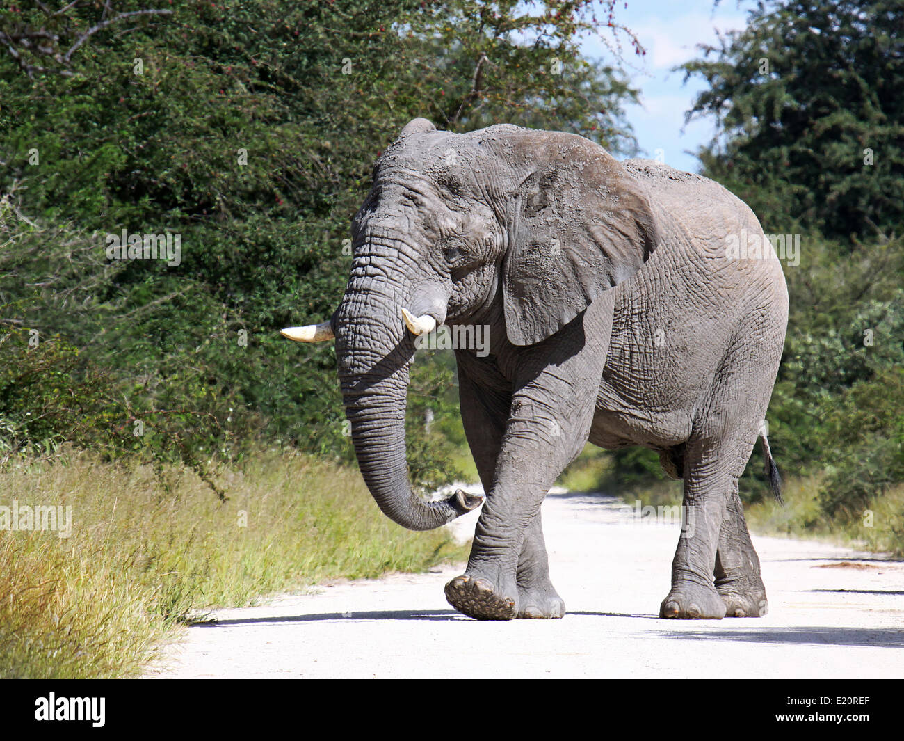 männlicher afrikanischer Elefant, Namibia Stockfoto