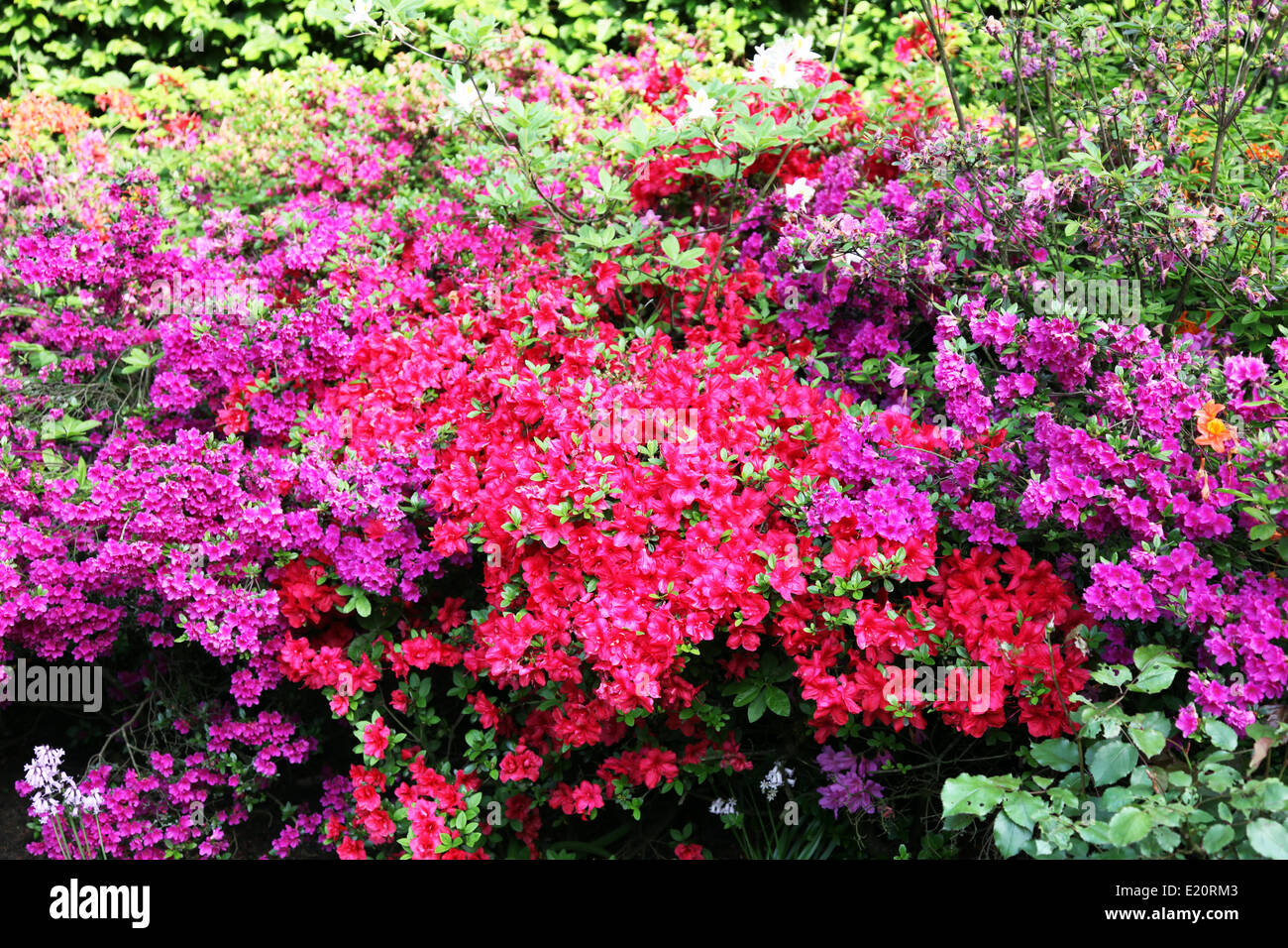 Herrlich blühenden rhododendron Stockfoto