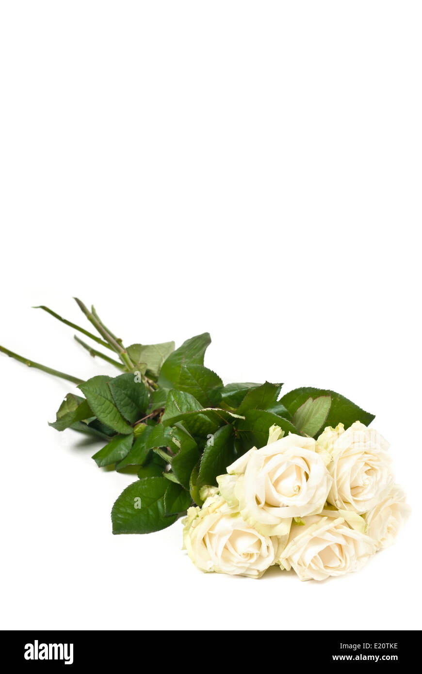 Weiße Rosen Stockfoto