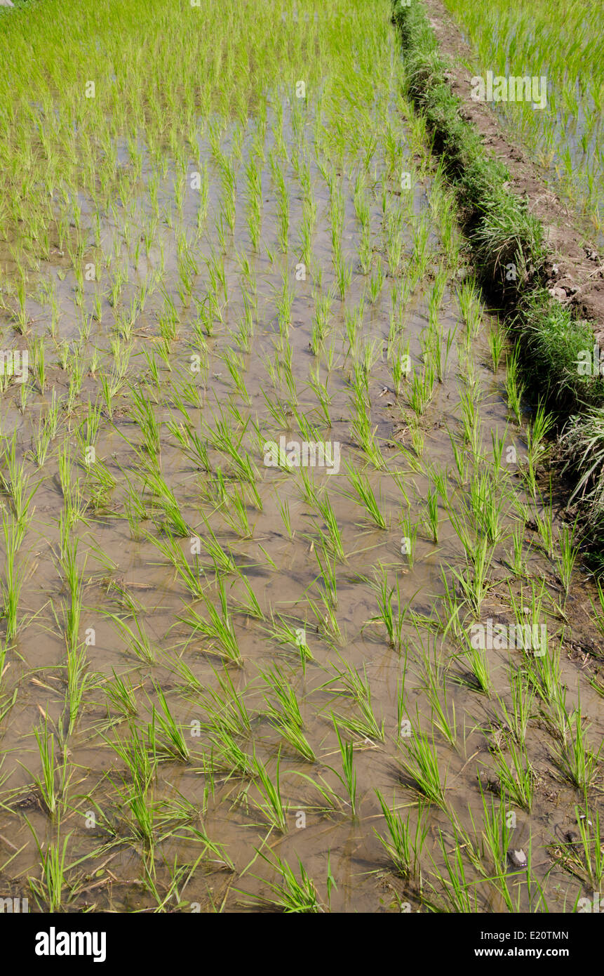 Indonesien, Insel Lombok. Typische indonesische Reisfelder, neu gepflanzten Pflanzen. Stockfoto