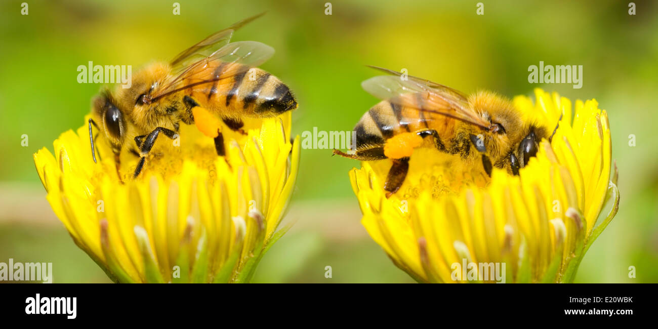 Zwei Bienen und Löwenzahn Blume Stockfoto