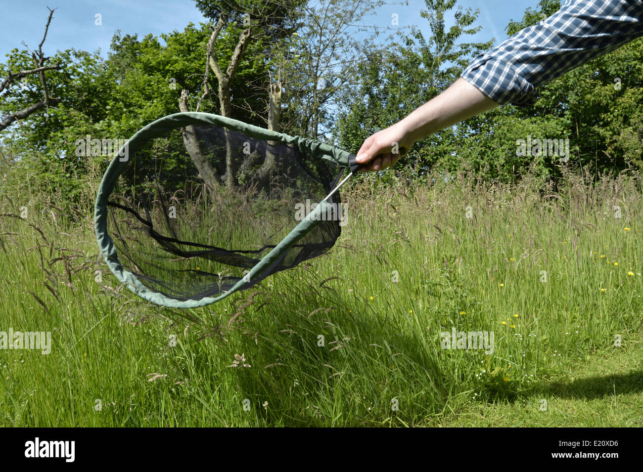 Ein Schmetterlingsnetz verwenden Stockfoto