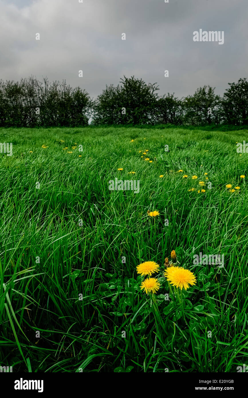 Löwenzahn in Wiese, Hecke im Hintergrund gegen grauen bewölktem Himmel; im Hochformat. Stockfoto