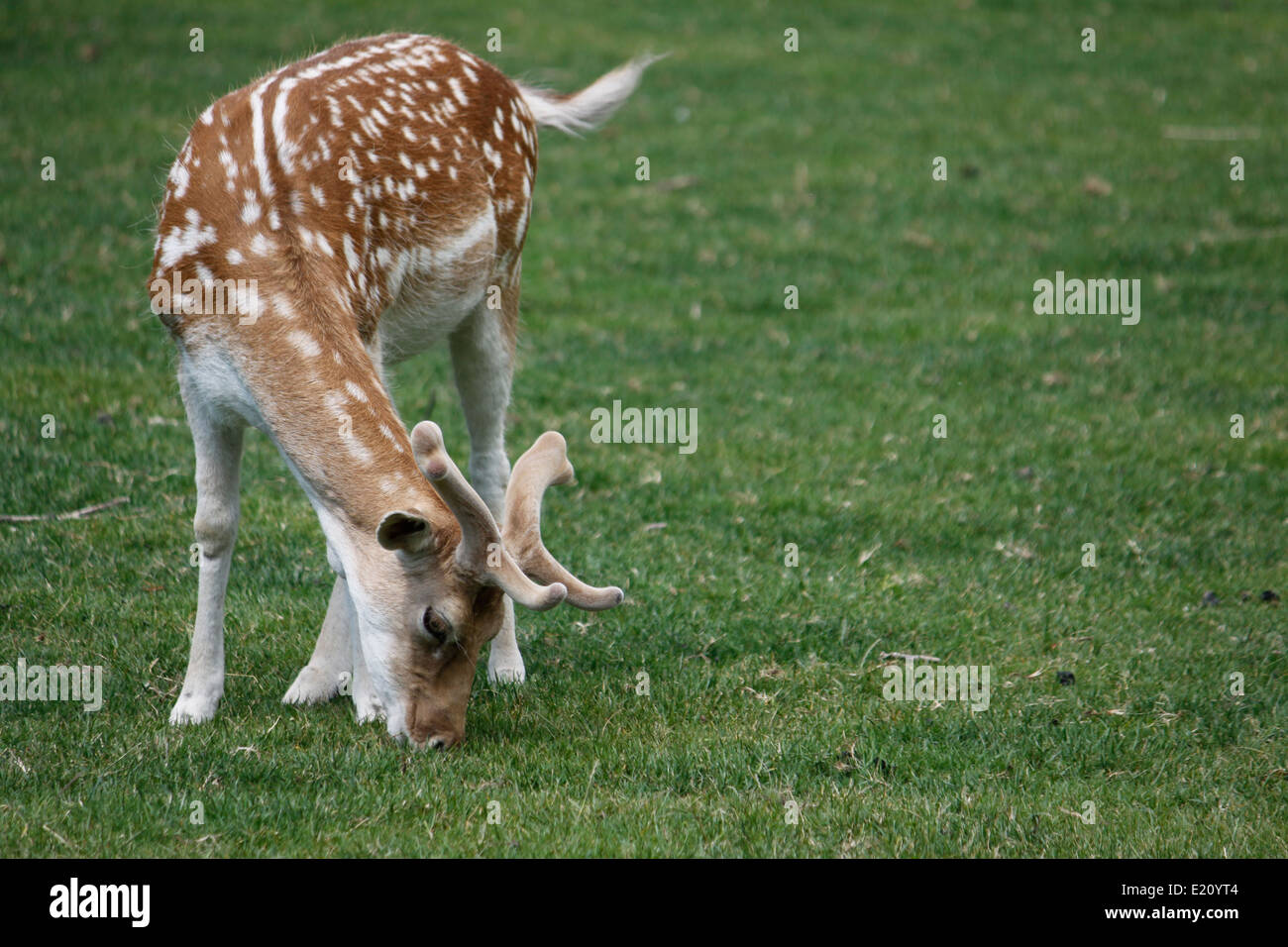 Brache erachten, Park, Tete d oder Lyon, Rhone, Rhone-Alpes, Frankreich. Stockfoto