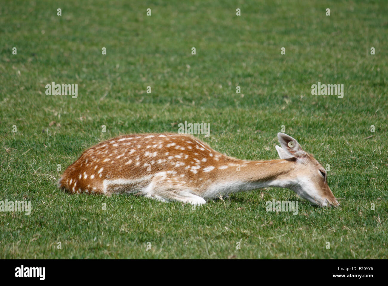 Brache erachten, Park, Tete d oder Lyon, Rhone, Rhone-Alpes, Frankreich. Stockfoto