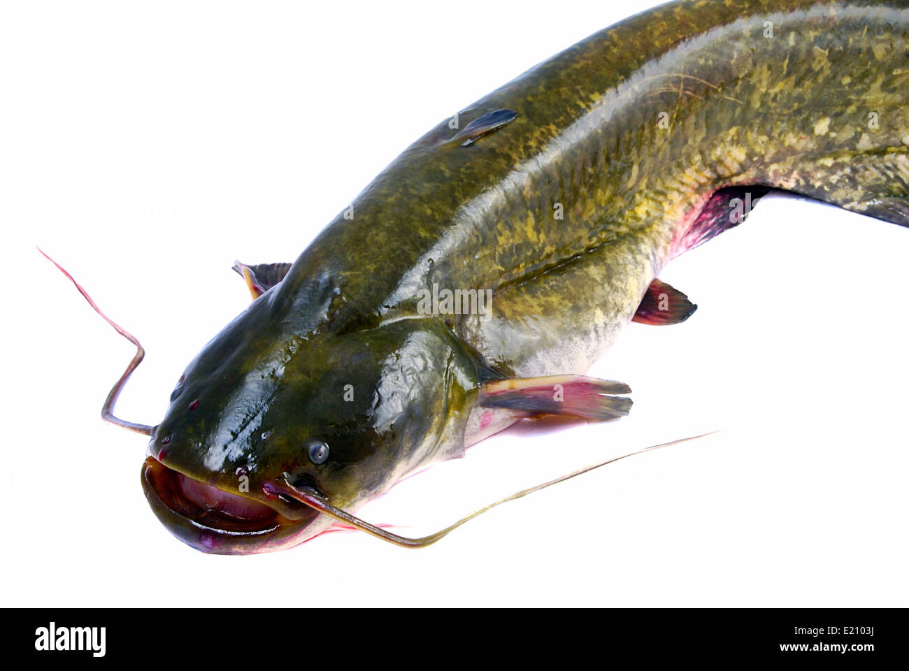 Große 20kg Groppe (Silurus Glanis) Fisch isoliert auf weiss Stockfoto