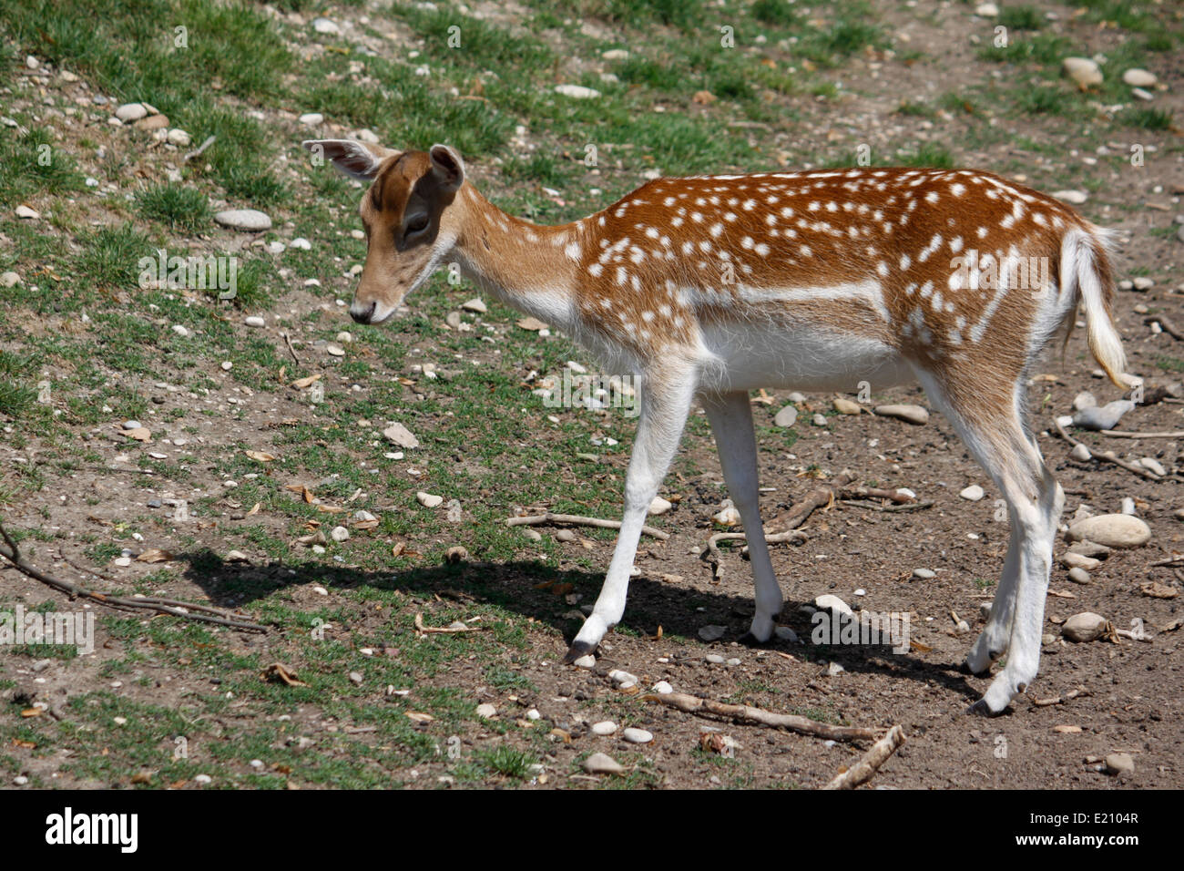 Brache erachten, Park, Tete d oder Lyon, Rhone, Rhone-Alpes, Frankreich. Stockfoto