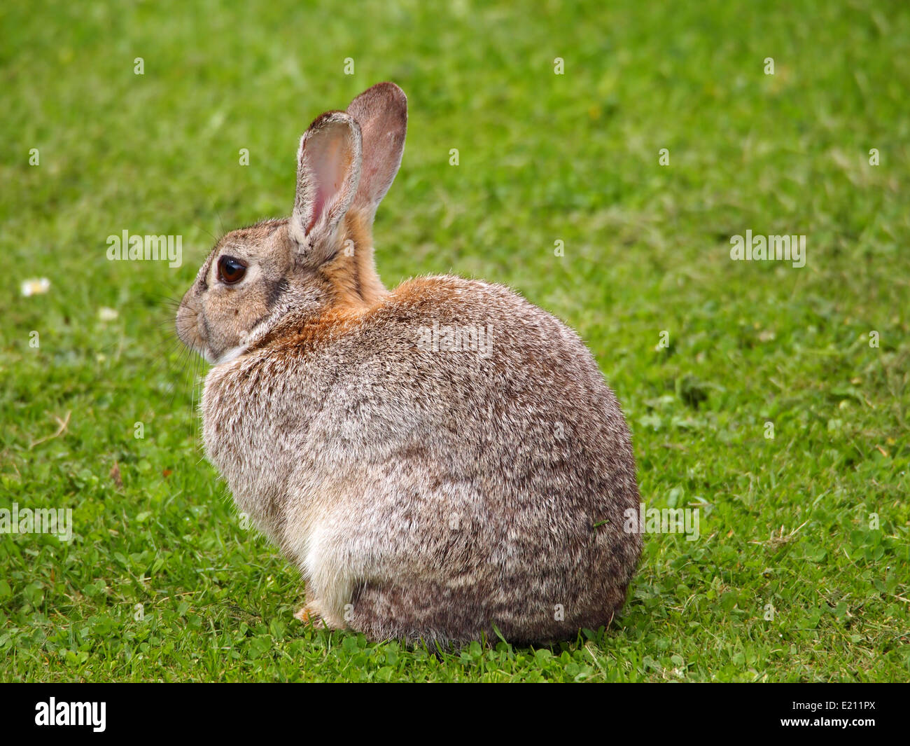Kaninchen in freier Wildbahn auf Gras Stockfoto