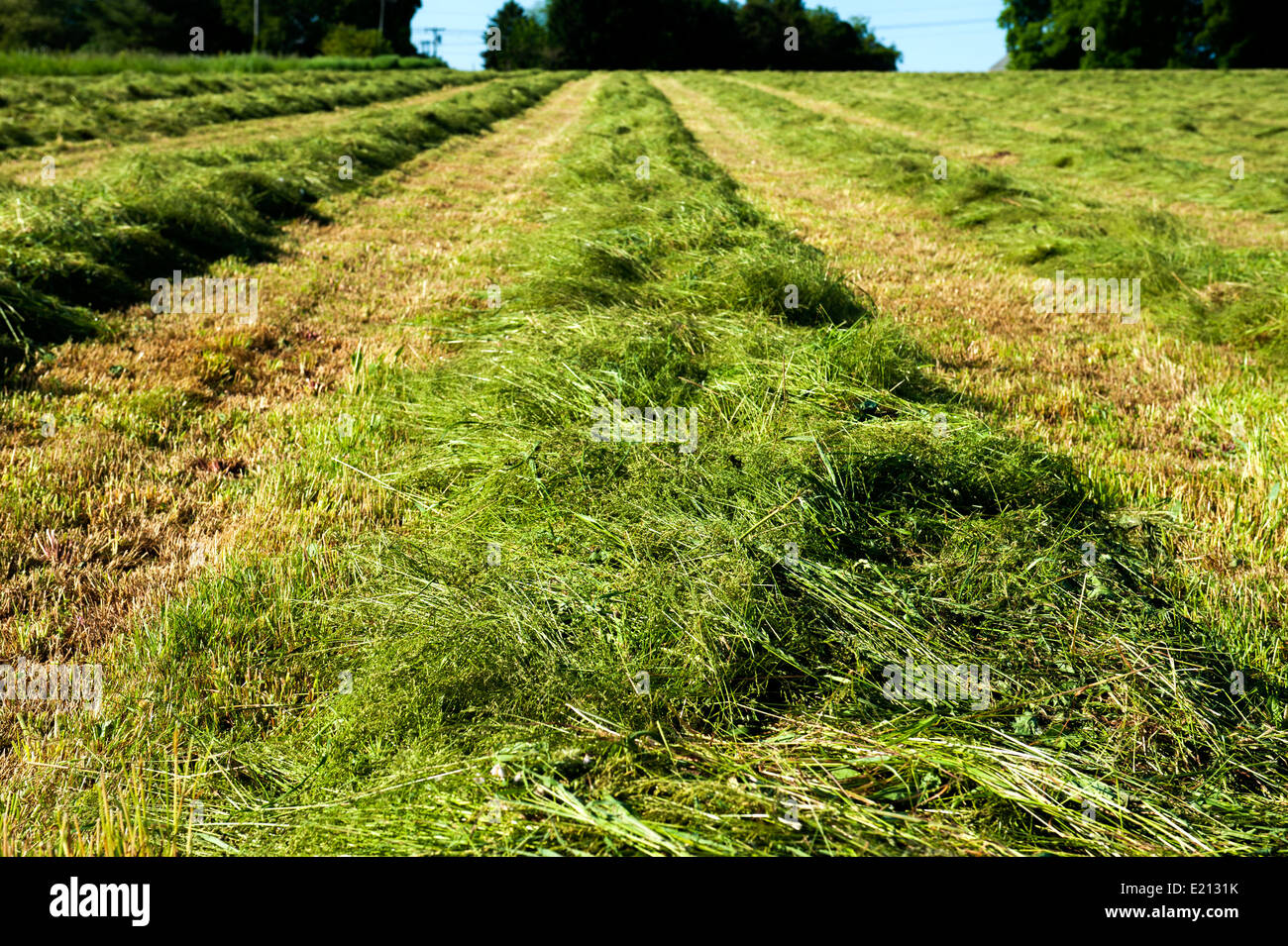 Reihen von frisch geschnittenem Heu trocknen im Feld Stockfoto