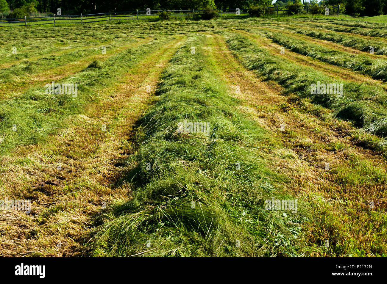 Reihen von frisch geschnittenem Heu trocknen im Feld Stockfoto