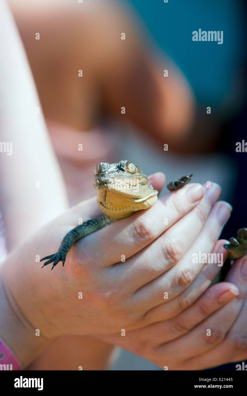 Kubanische Tourist hält ein Baby alligator Stockfoto