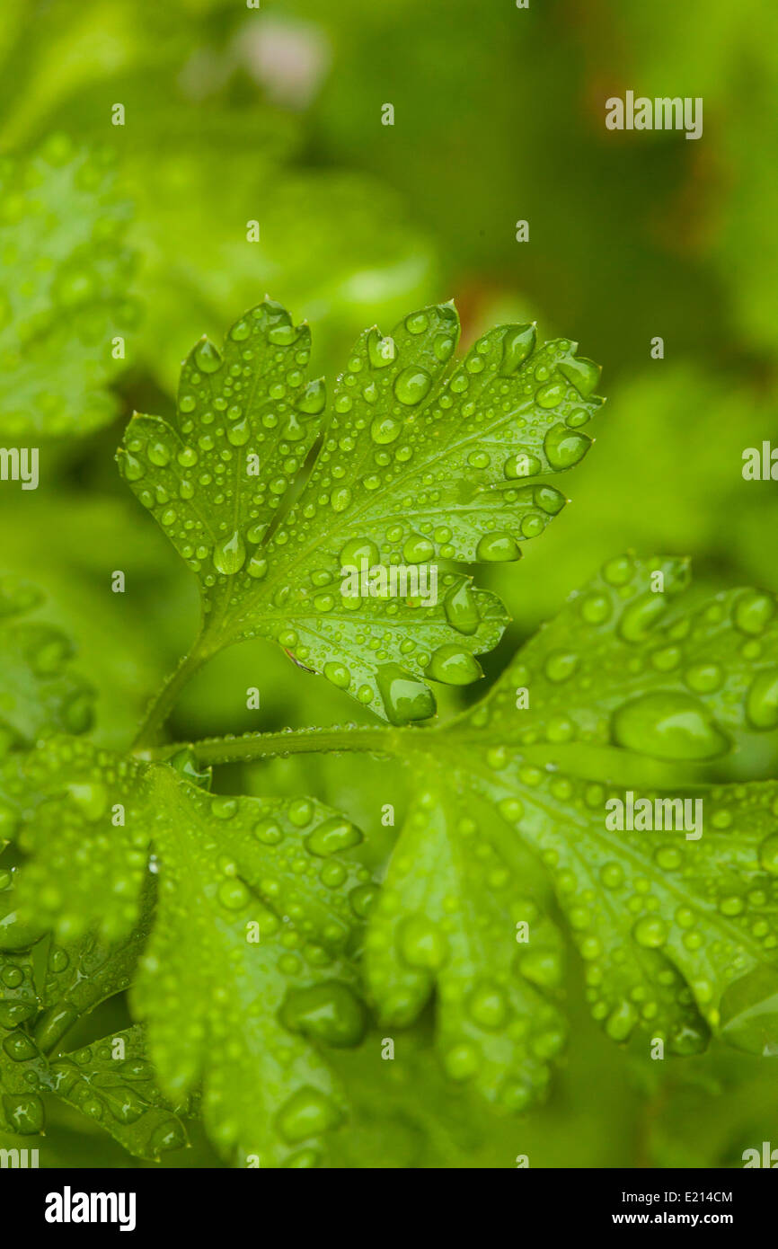 Frische grüne Petersilie Kräuter im Garten Stockfoto