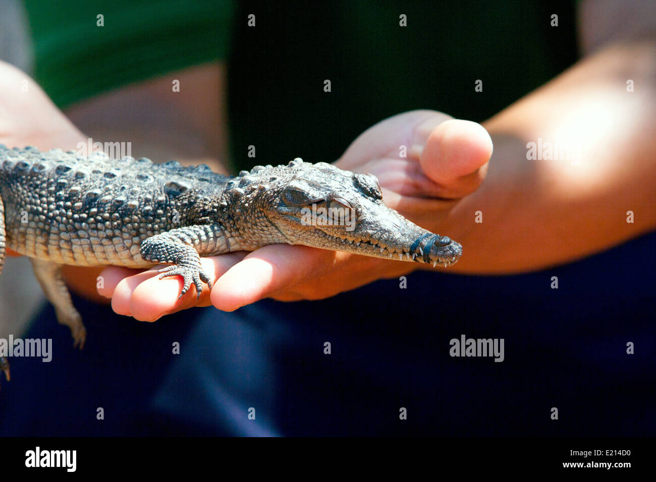 Kubanische Tourist hält ein Baby alligator Stockfoto