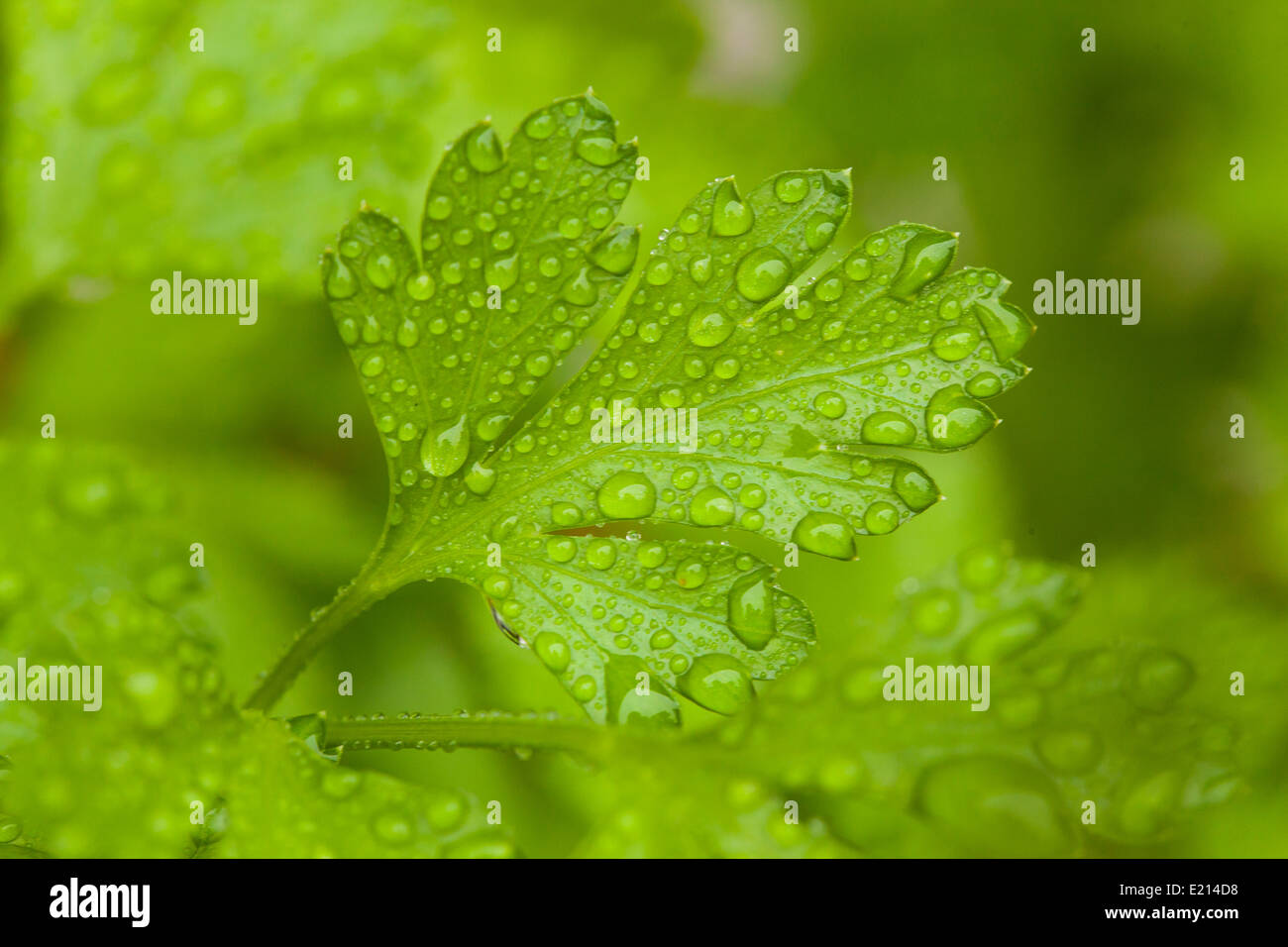 Frische grüne Petersilie Kräuter im Garten Stockfoto