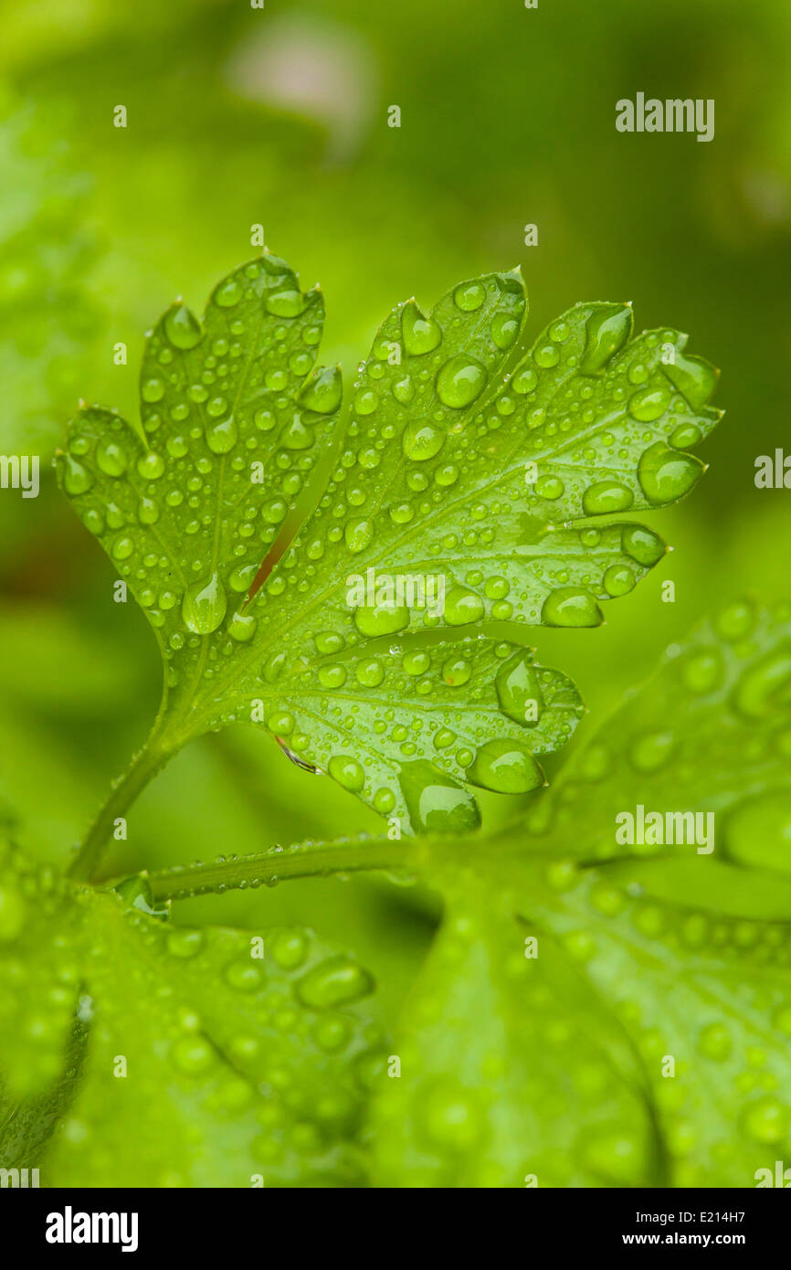 Frische grüne Petersilie Kräuter im Garten Stockfoto