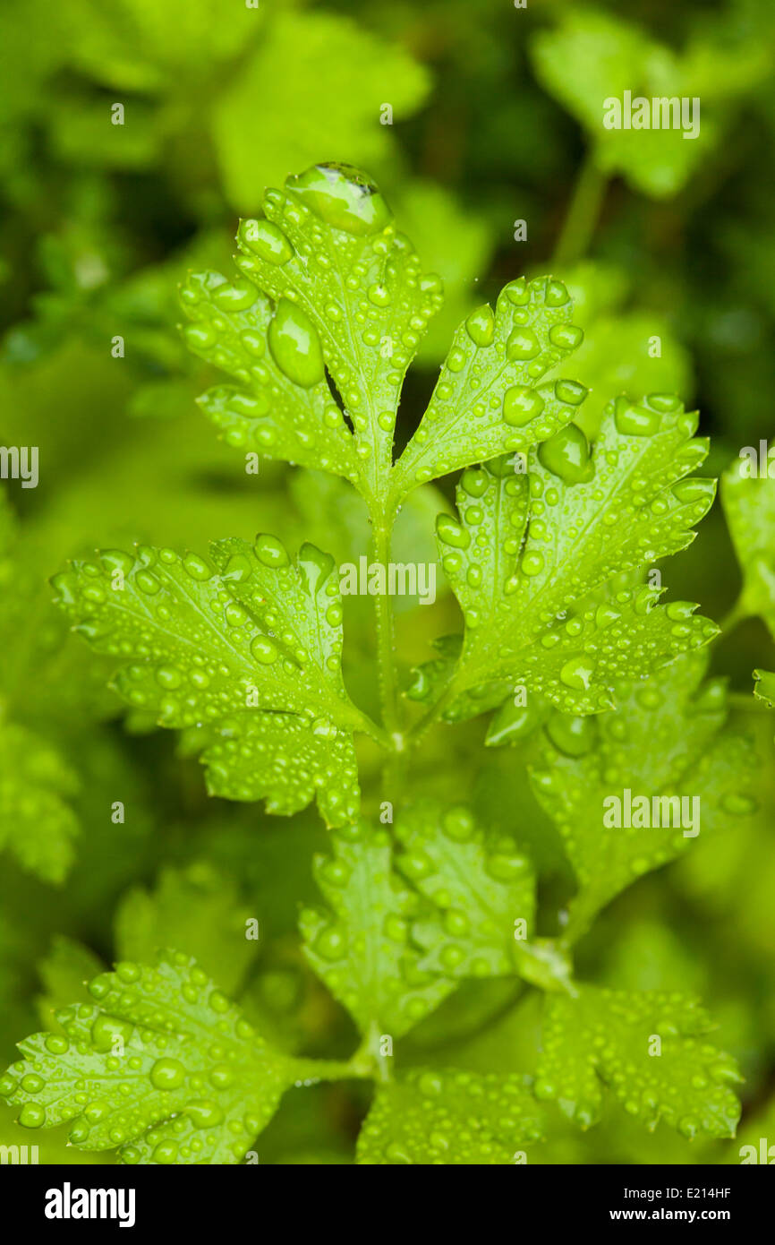 Frischer grüner Koriander Kräuter im Garten Stockfoto