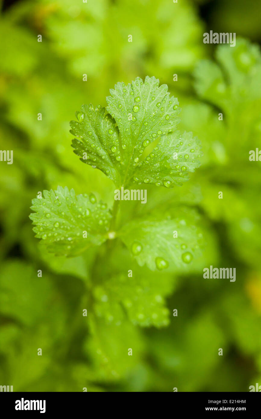 Frischer grüner Koriander Kräuter im Garten Stockfoto