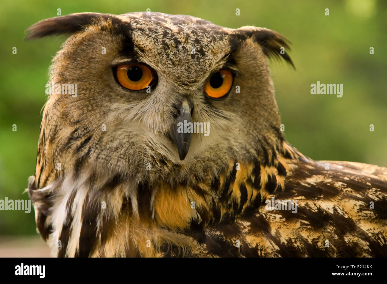 Portrait über eine eurasische Adler-Eule (Bubo Bubo Hispanus). Stockfoto