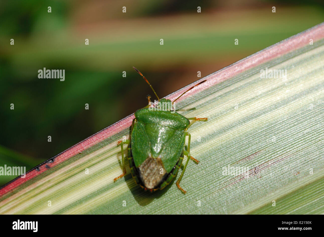 Flax leaf Fotos und Bildmaterial in hoher Auflösung Alamy
