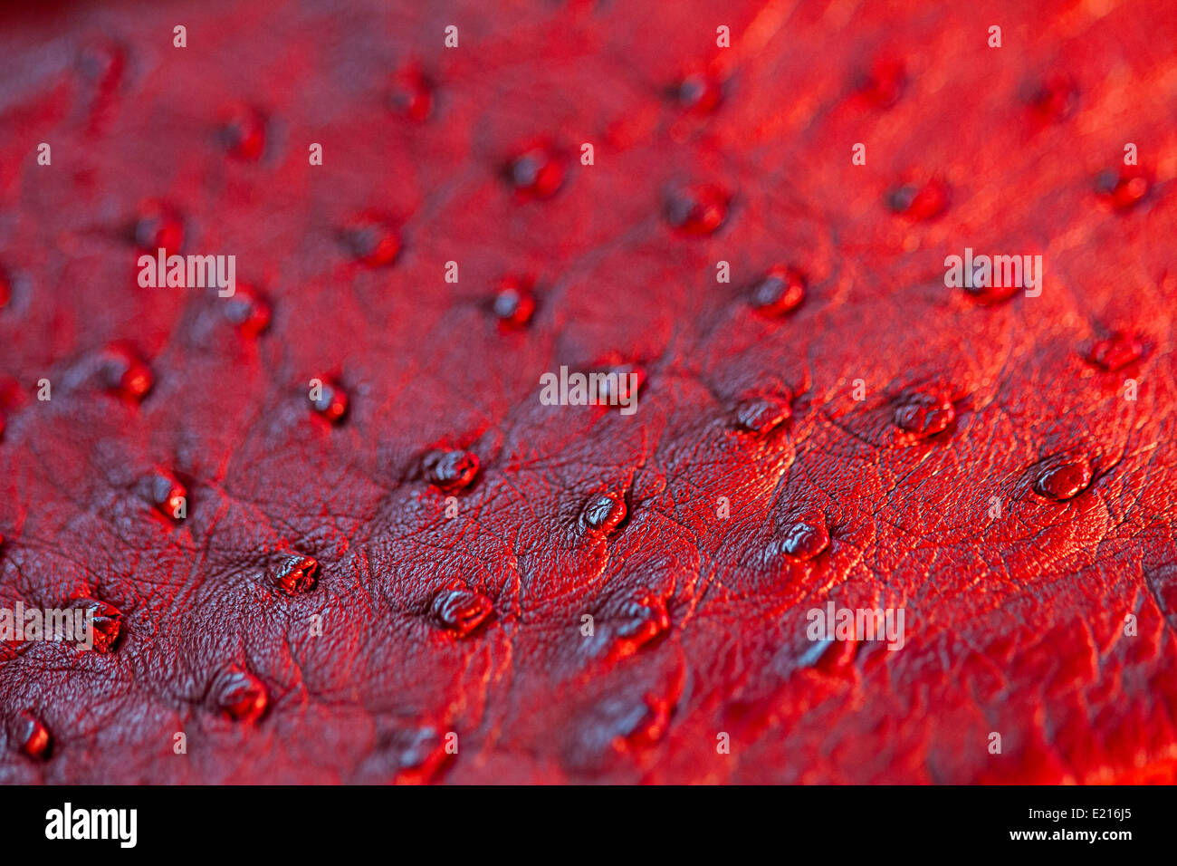 Echt Strauß Leder Haut rot gefärbt Stockfoto