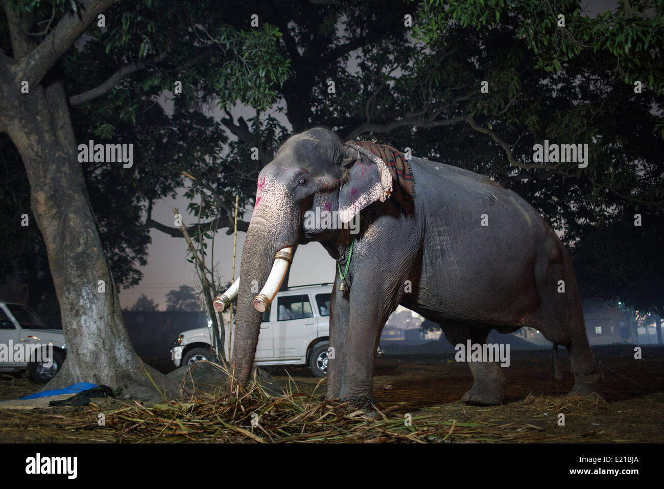 Elefanten auf dem Display in der Nacht bei Sonepur Mela Viehmarkt in Bihar, Indien Stockfoto