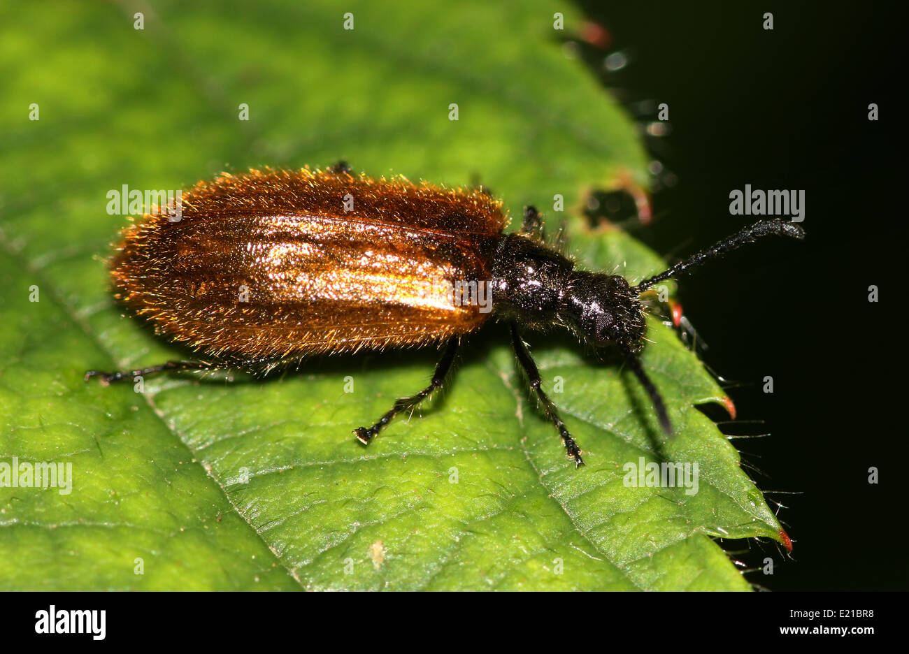 Eine behaarte braun Hologramm Käfer (Lagria Hirta, Lagria Atripes), Familie Tenebrionidae Stockfoto