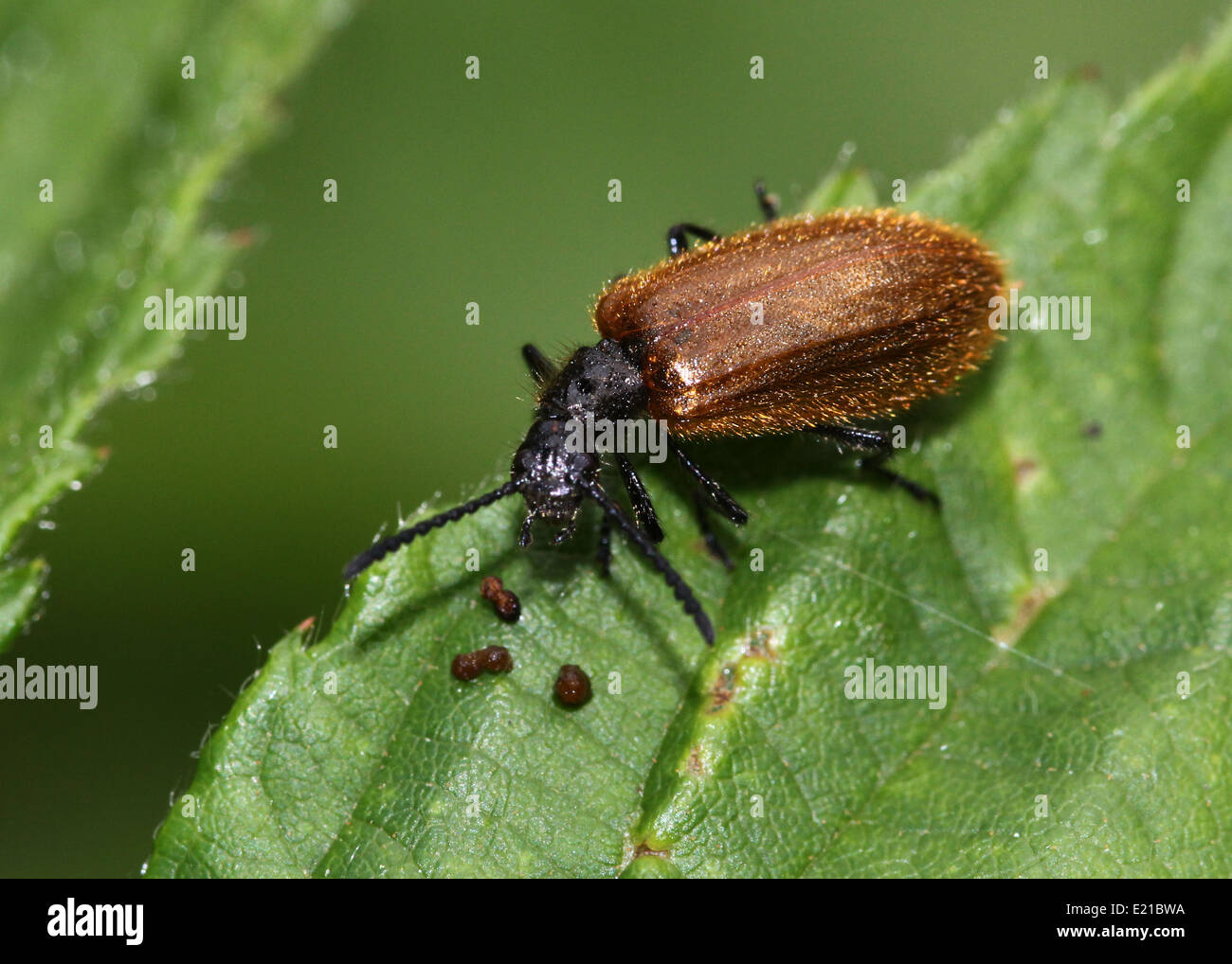 Eine behaarte braun Hologramm Käfer (Lagria Hirta, Lagria Atripes), Familie Tenebrionidae Stockfoto