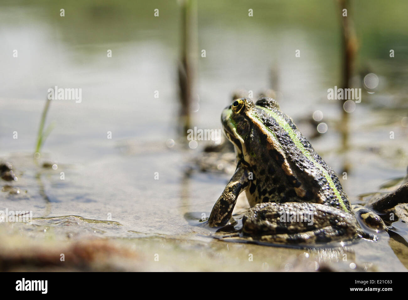 Frosch mit einer knalligen Farbe unter der heißen Sonne in einem Moor Stockfoto