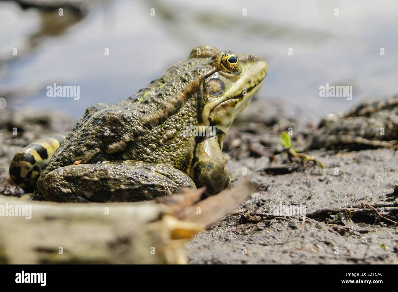 Frosch mit einer knalligen Farbe unter der heißen Sonne in einem Moor Stockfoto