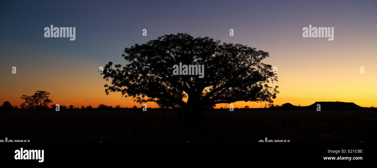 Ein erstaunlich einfacher Sonnenuntergang Silhouetten Boab Baum in der Kimberly Region von Western Australia. Stockfoto