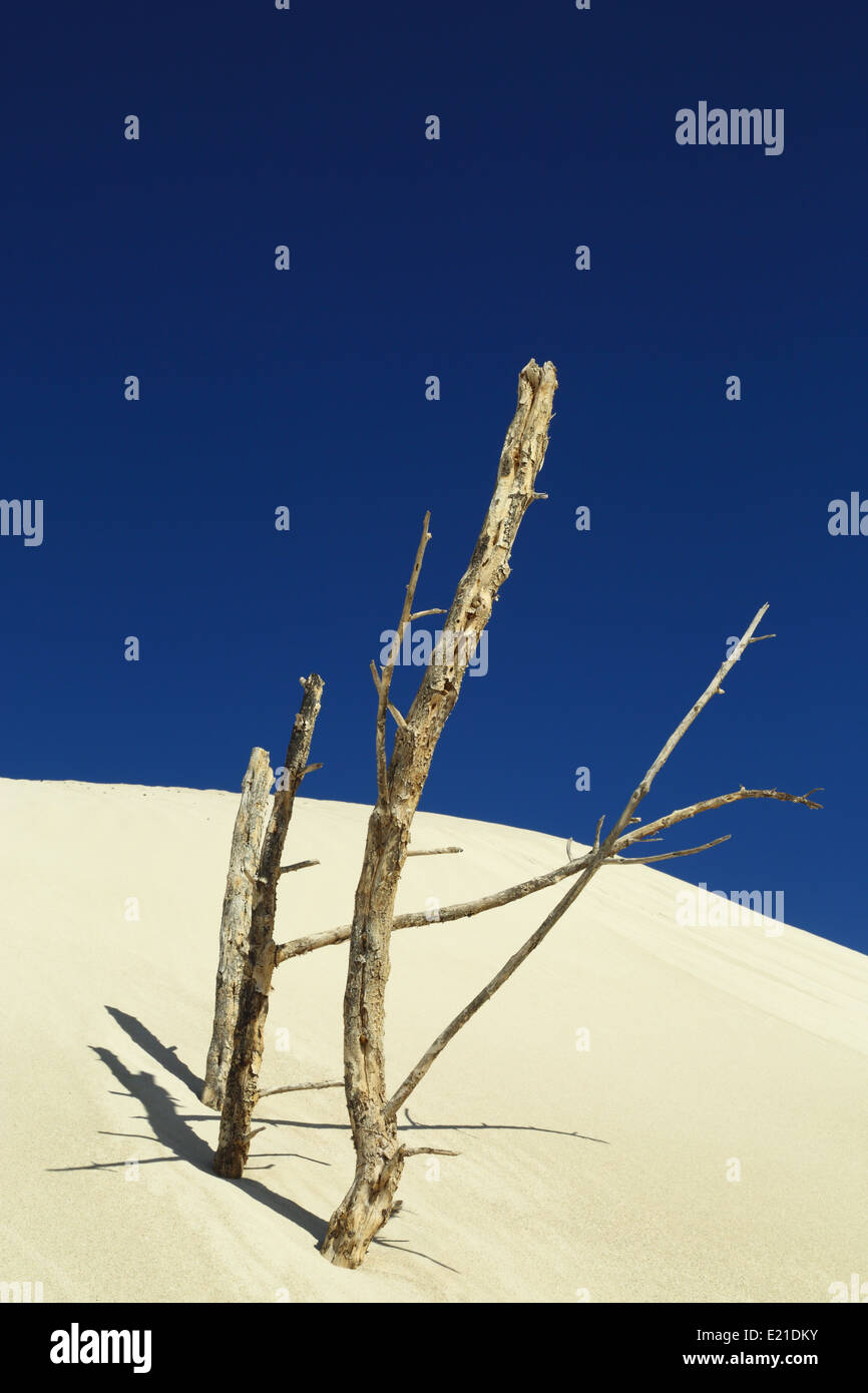 Ein verschlungen Baum werfen Schatten auf die Sanddüne vor eine lebendige blauen Himmel in der Nähe von Port Denison, Western Australia. Stockfoto