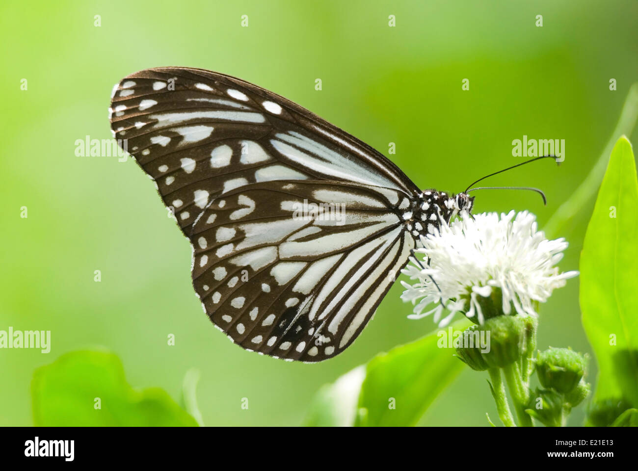Milkweed Butterfly Fütterung auf weiße Blume Stockfoto