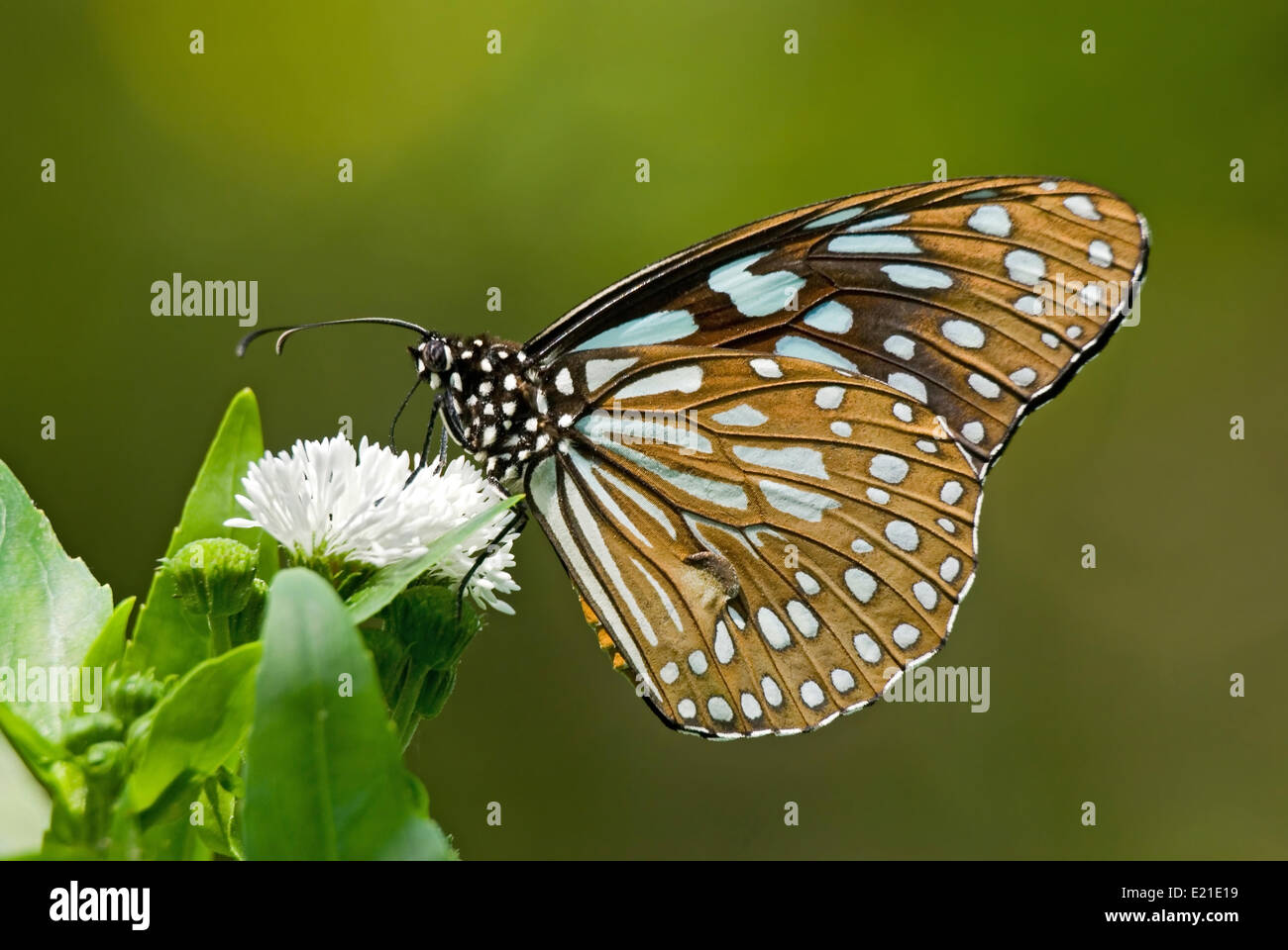 Milkweed Butterfly Fütterung auf weiße Blume Stockfoto