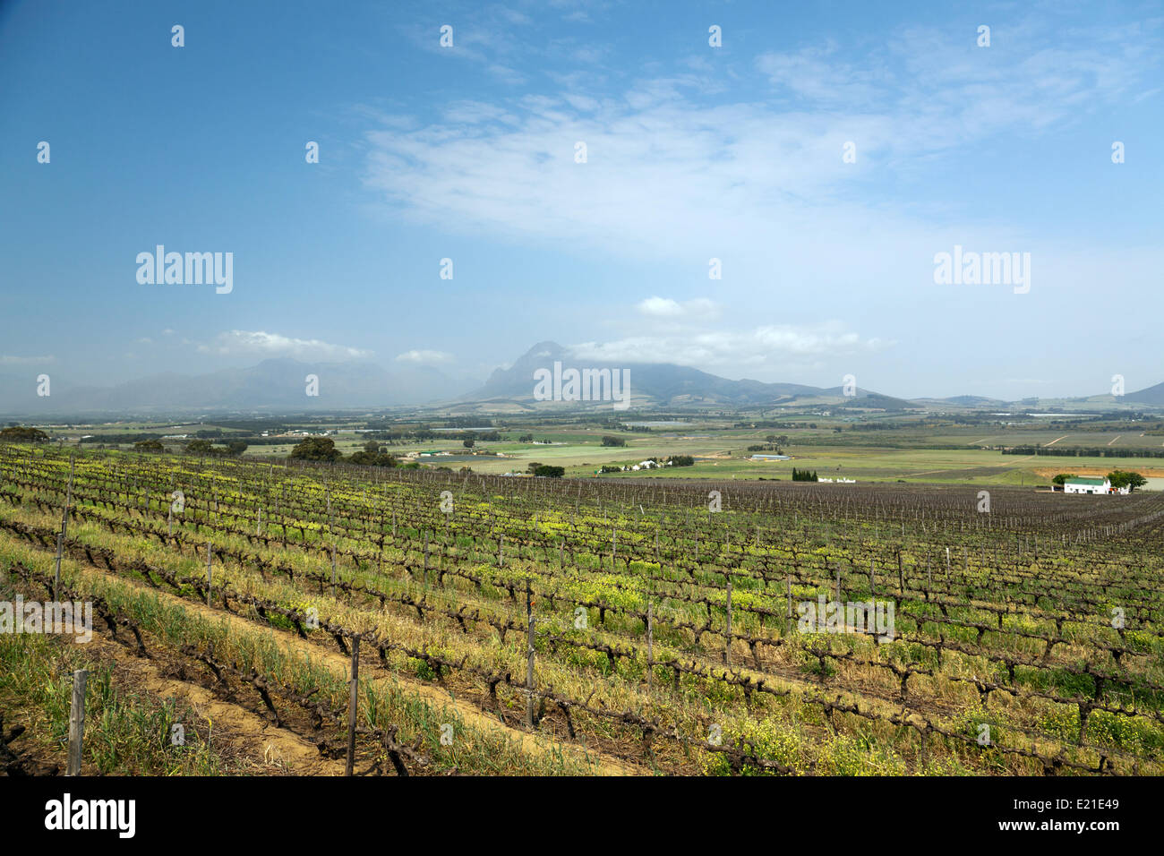 Weinberg oder Weingut in Südafrika Stockfoto