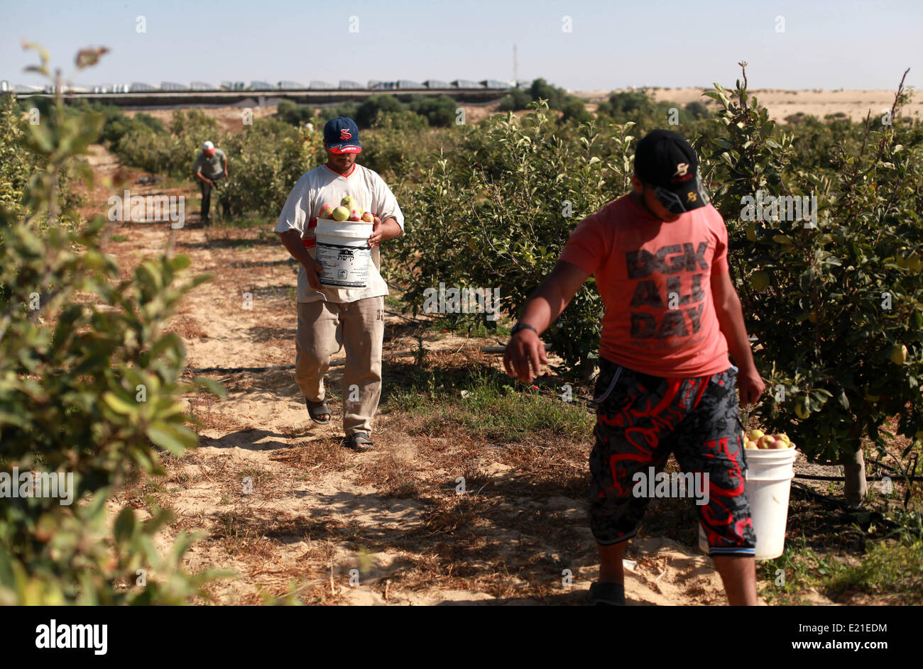 Gaza, Palästinensische Gebiete. 13. Juni 2014. Palästinensische Bauern ernten Äpfel in der Stadt des Khan Younis im südlichen Gazastreifen am 13. Juni 2014. Majdi Fathi/NurPhoto/ZUMAPRESS.com/Alamy © Live-Nachrichten Stockfoto