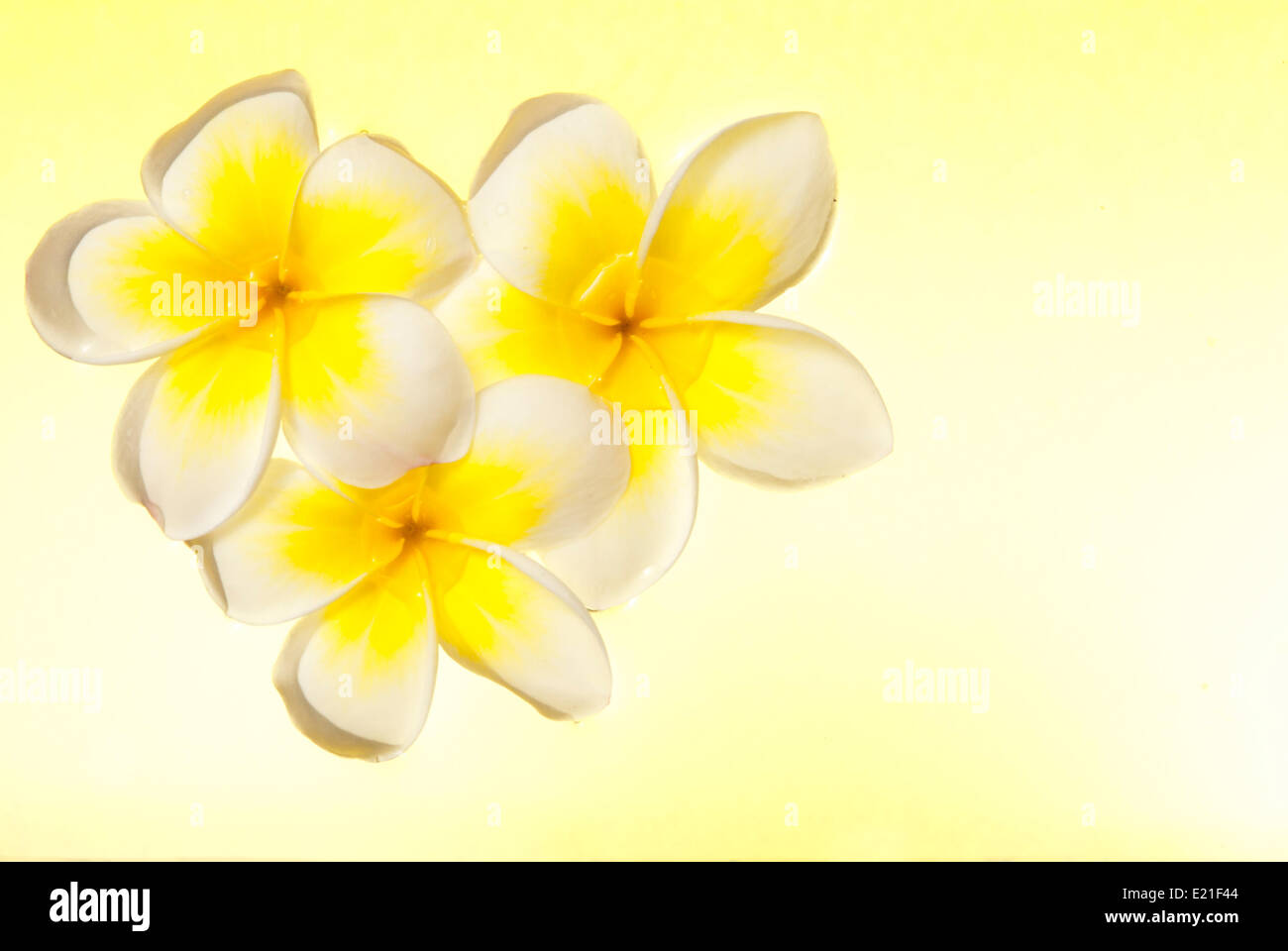 Leelawadee Blume schwimmt auf dem Wasser Stockfoto