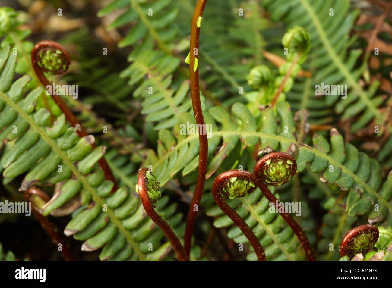 Wild Fern - Blechnum spicant Stockfoto