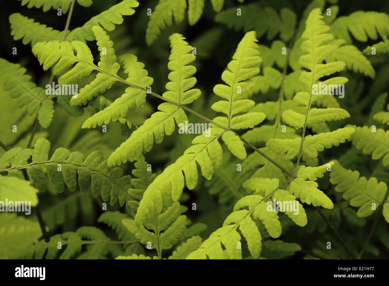 Gemeinsamen Eiche Farn - Gymnocarpium dryopteris Stockfoto