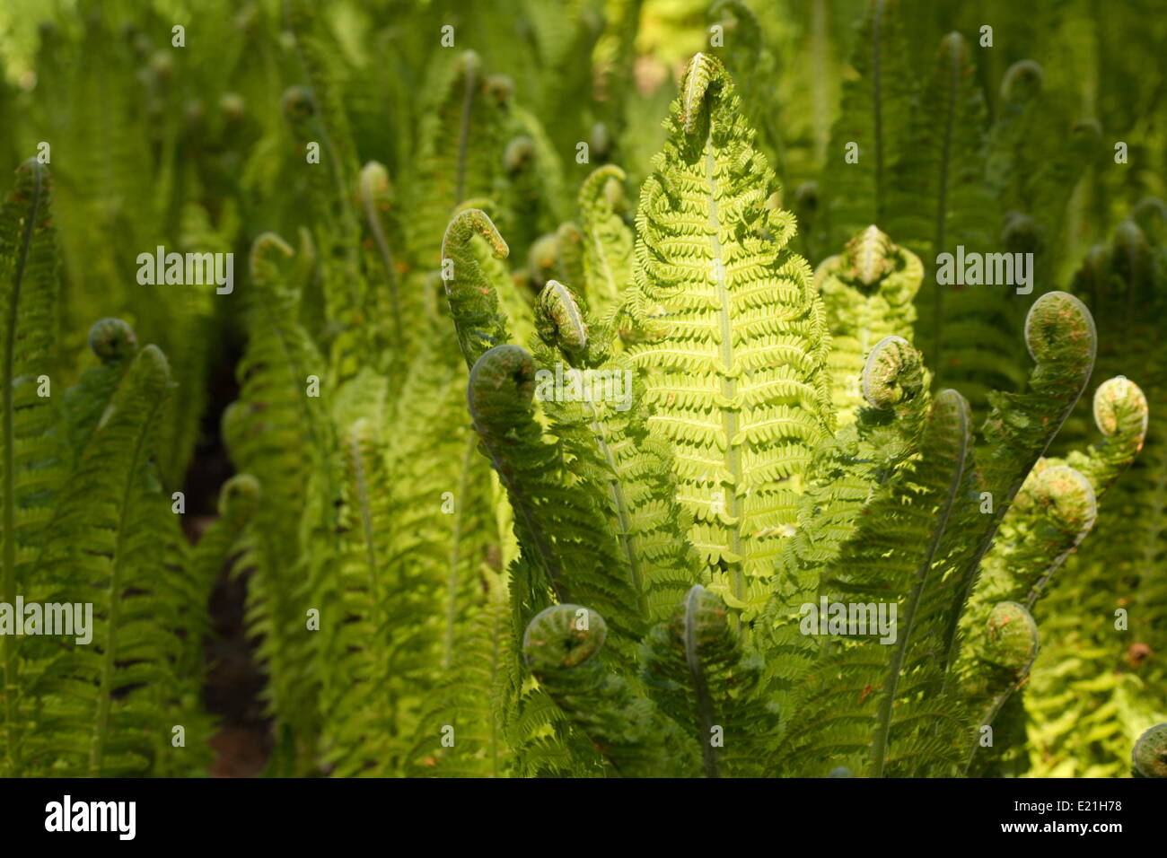 Ostrich Fern - Matteuccia struthiopteris Stockfoto