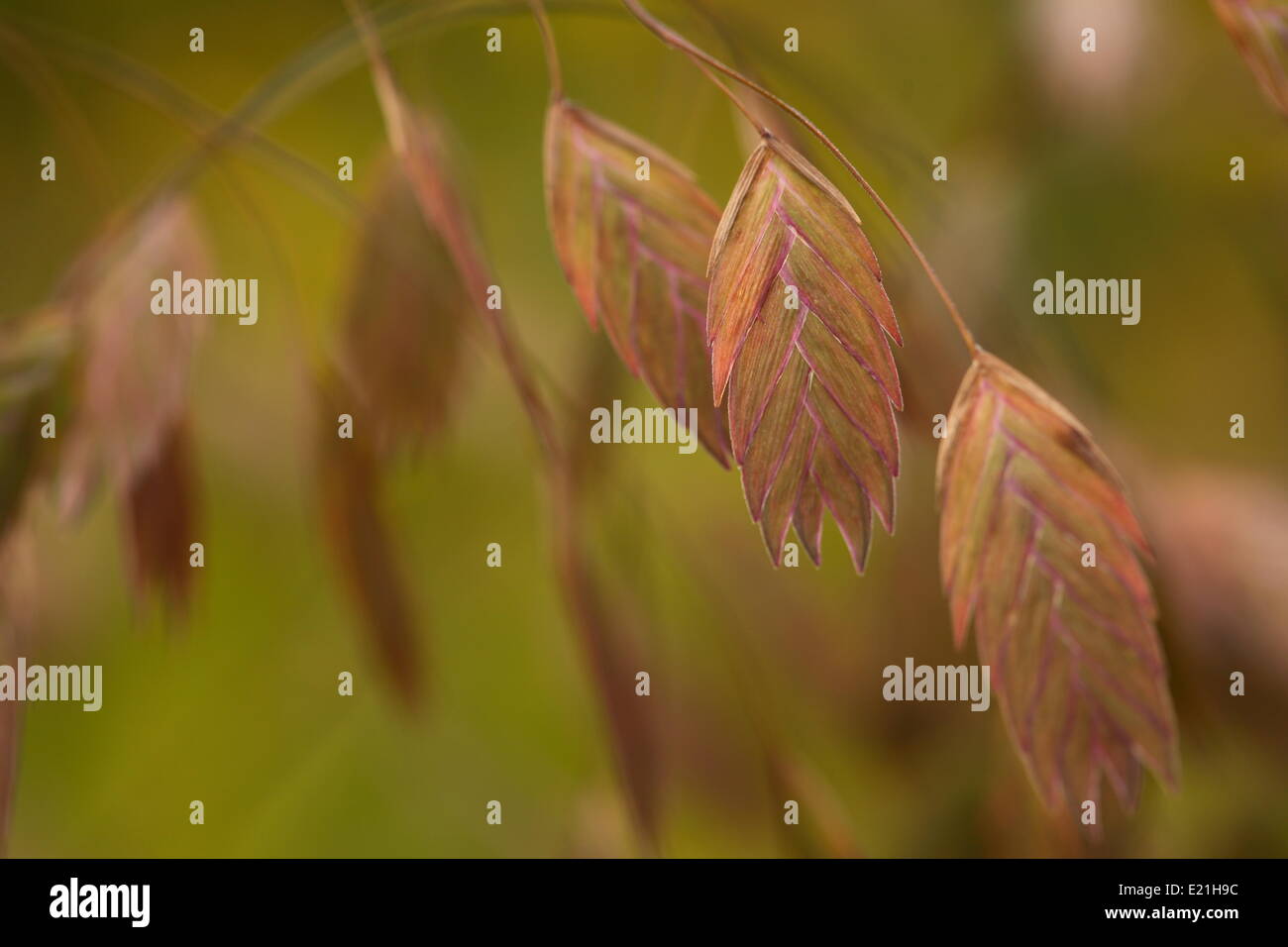 Nördlichen Sehafer - Chasmanthium latifolium Stockfoto