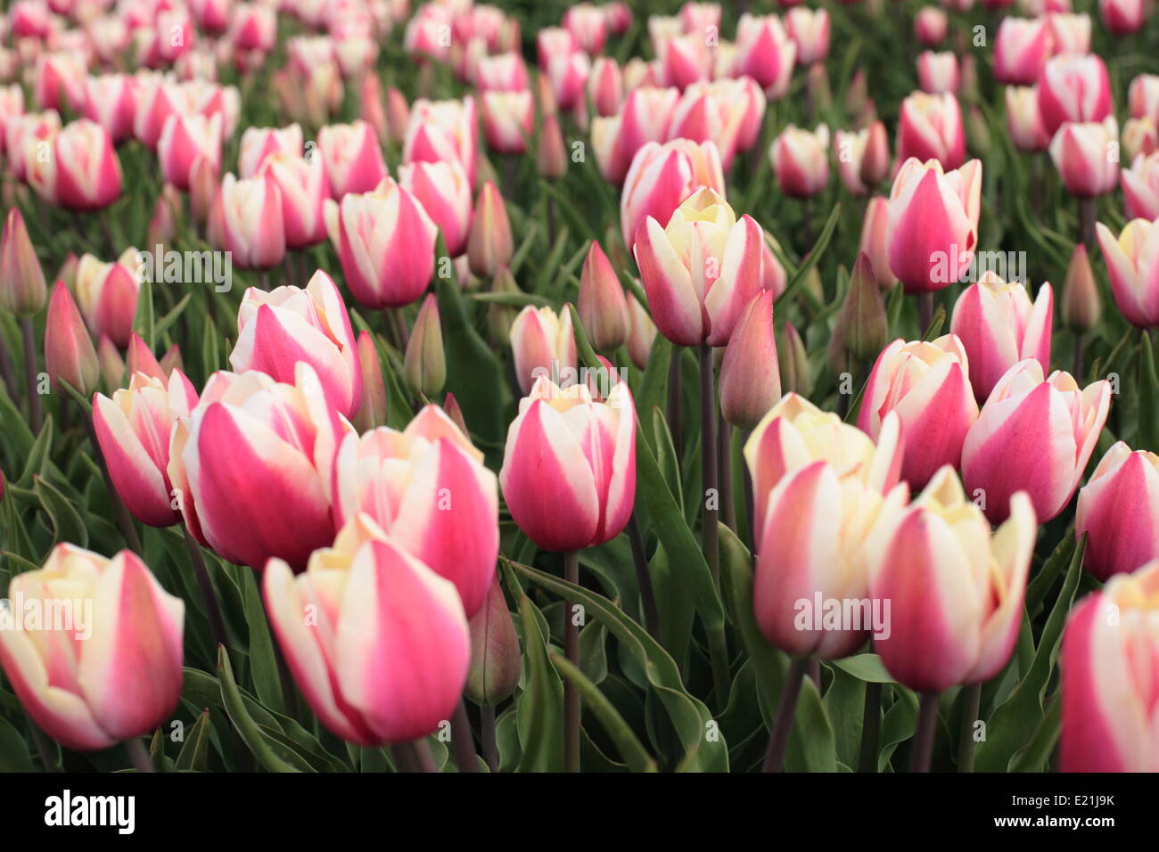 Tulpenfeld Stockfoto