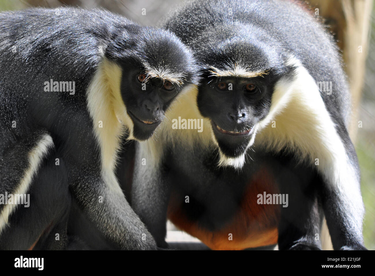 Monkey smiling -Fotos und -Bildmaterial in hoher Auflösung – Alamy, حجم الصورة 1300x956