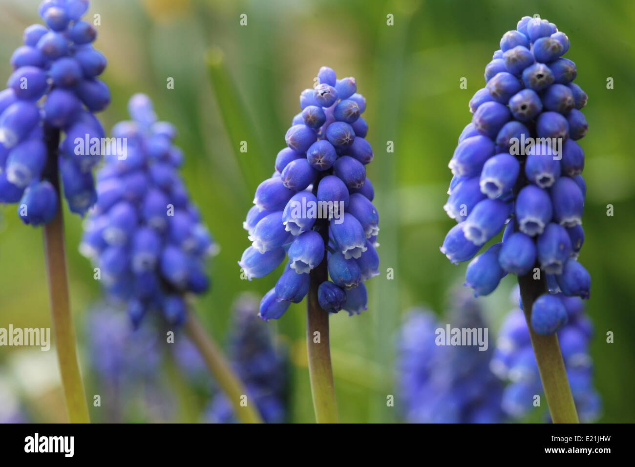 Grape Hyacinth - Muscari Stockfoto